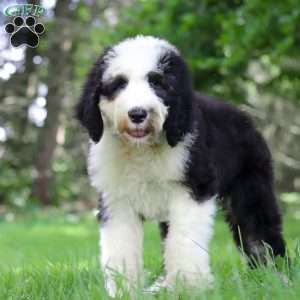 Wyatt, Sheepadoodle Puppy